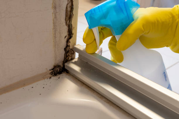 Best Emergency Mold Remediation in Moreauville, LA