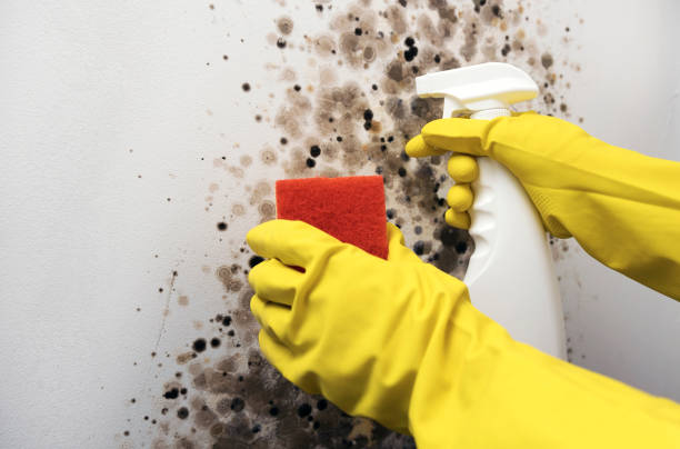 Moreauville, LA Mold Remediation Company